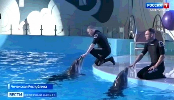 Колдер, Лаки и Аврора приехали в «Грозненский дельфинарий»