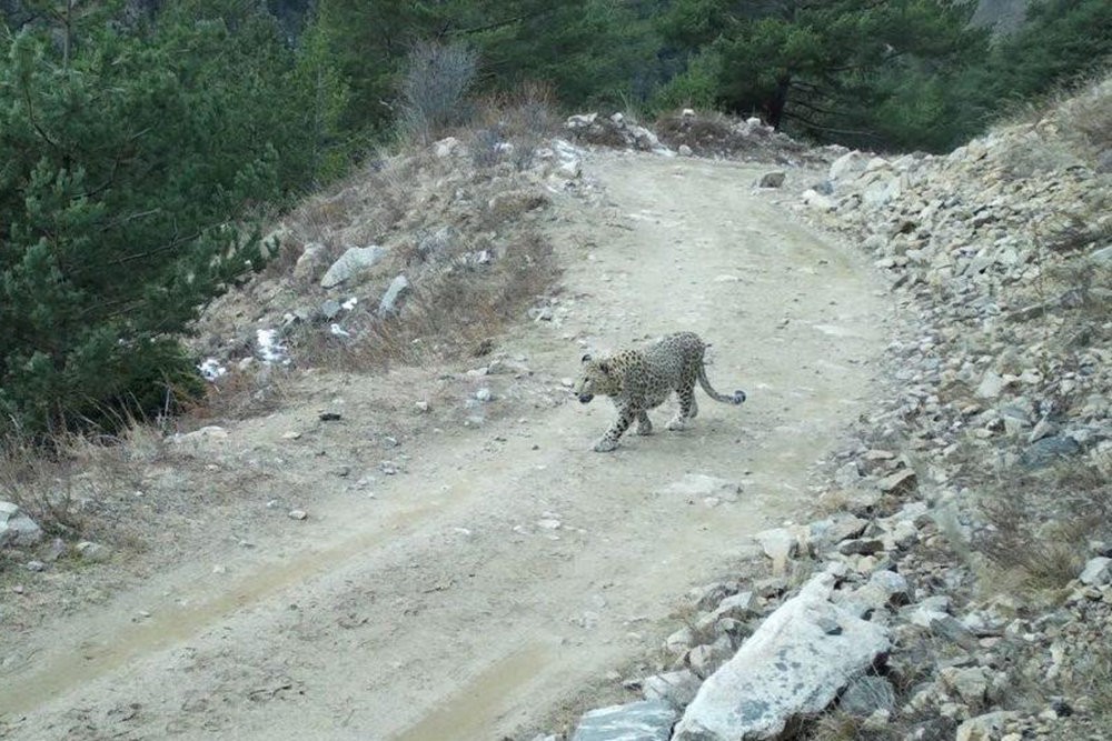 Дикий леопард, разгуливающий по горной дороге в КБР, попал на видео