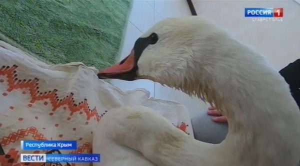 В Крыму спасли умирающего от истощения лебедя-шипуна