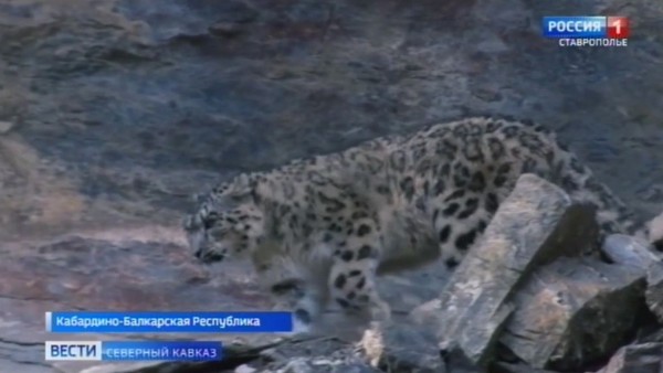 В лесах Кабардино-Балкарии фотоловушки "поймали" леопарда из другой страны