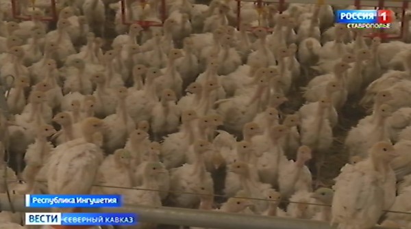 Птицекомплекс в Ингушетии начнет производить собственные корма