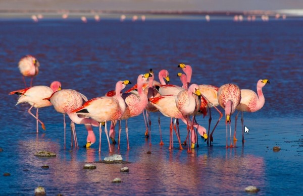 Озеро в Дагестане, куда прилетают розовые фламинго, получило особый статус