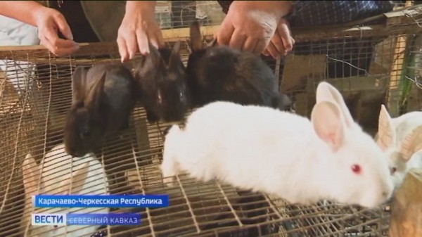 В Карачаево-Черкесии семья успешно разводит кроликов