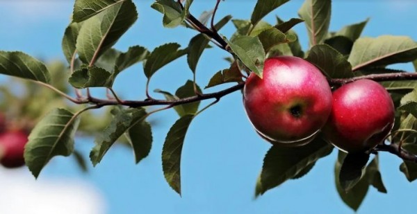 Ставропольские яблоки теперь будут расти в Казахстане