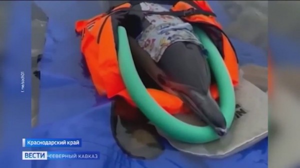 В Сочи участились случаи гибели дельфинов