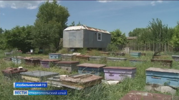 Массовая гибель пчел на Ставрополье приведет к катастрофе