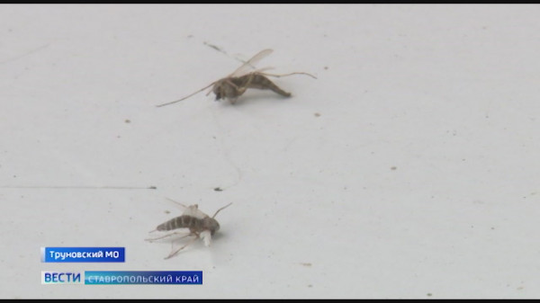 Ставропольское село атаковали полчища комаров