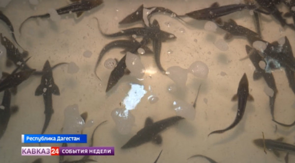 В Дагестане активно развивают рыбную отрасль