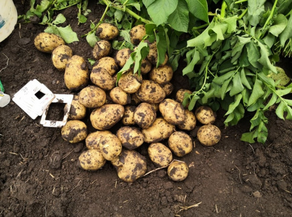 Фермеры Ставрополья считают, что урожай картофеля в этом году будет лучше