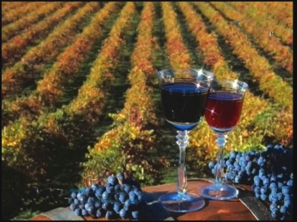 ВТБ поддержал развитие крупной винодельческой компании в Дагестане