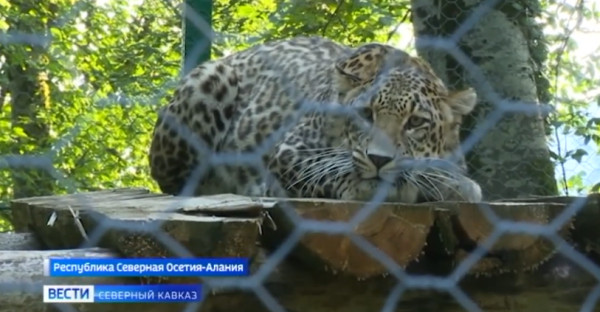 В Северной Осетии восстанавливают численность леопардов