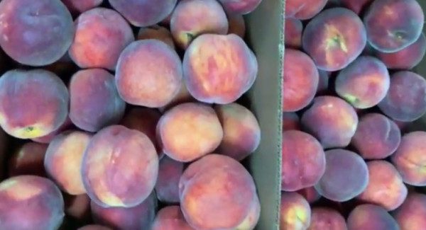 Персиковые хозяйства Ставрополья получили свыше 6, 5 миллиона рублей господдержки
