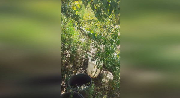 Житель в Арзгирском районе вырастил на своем участке 11 килограммов конопли