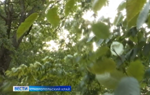 В Ставрополе ураганный ветер повалил несколько деревьев