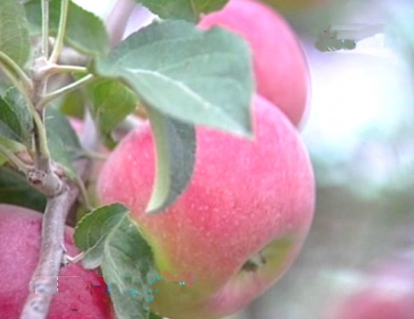 По 20 тонн яблок в день собирают фермеры Предгорья