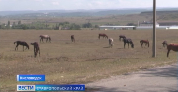 В Кисловодске будут арестовывать гуляющих по курорту сельхозживотных