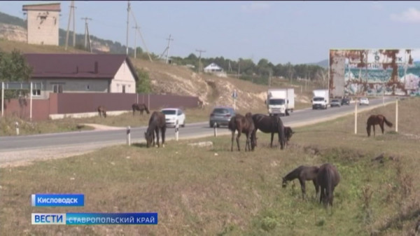 В Кисловодске беспризорных коров и лошадей забирают на штрафстоянку
