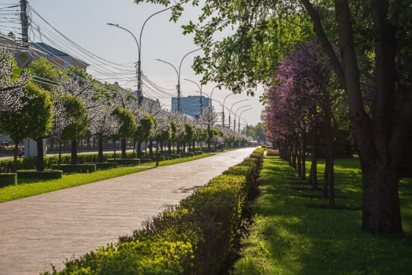 В центре Ставрополя высадят 230 молодых деревьев