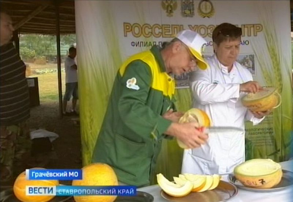 На конкурс в Ставропольский край привезли самые сладкие арбузы и дыни