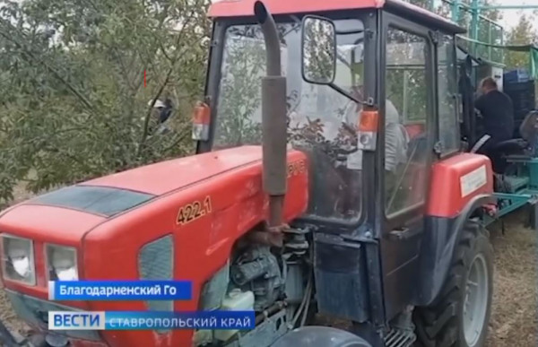 На Ставрополье собрали рекордный урожай слив