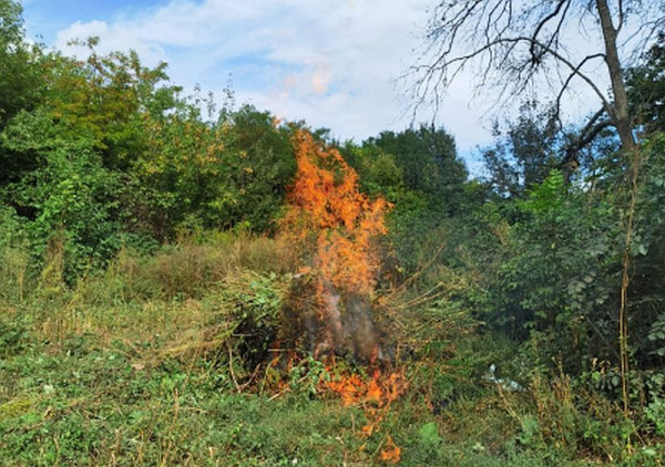 Тысячи кустов дикорастущей конопли уничтожили на Ставрополье