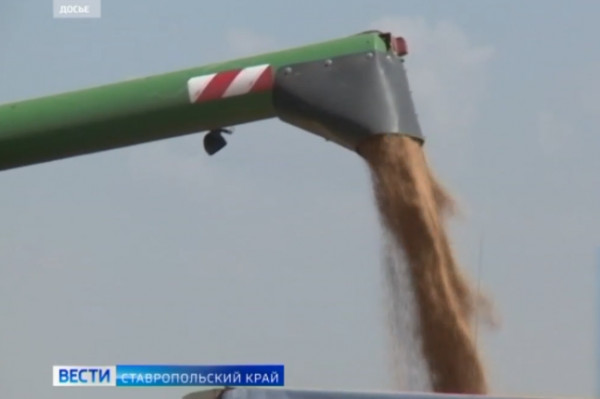 Валовый сбор зерна на Ставрополье составил 8, 5 миллиона тонн