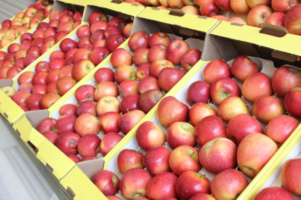 Садоводы Ставрополья собрали больше 13 тысяч тонн яблок