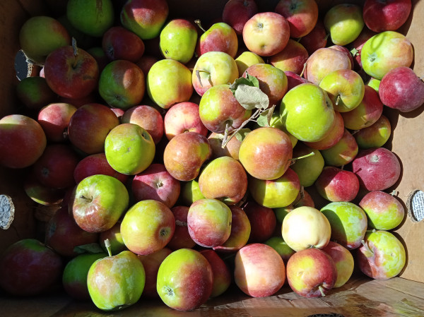 За два месяца со Ставрополья в другие регионы отправили 870 тонн ягод и фруктов