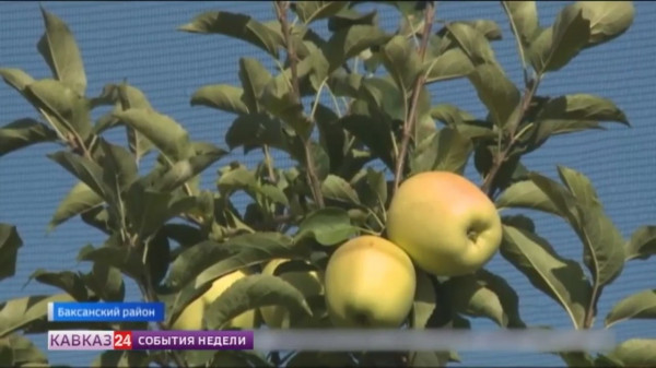 В Кабардино-Балкарии приступили к уборке позднего урожая яблок