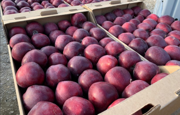 На Ставрополье собрали рекордный урожай яблок за всю историю садоводства региона