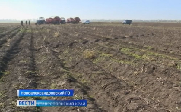Рекордный урожай картофеля собрали аграрии Новоалександровского округа Ставрополья