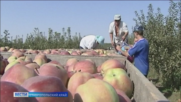 На Ставрополье собрали финальные тонны яблок