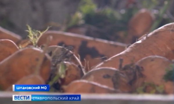 Ставропольские аграрии озабочены сохранностью собранного урожая