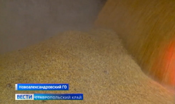 На Ставрополье собрали 600 тысяч тонн кукурузы