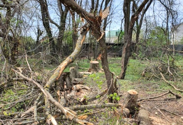 На Ставрополье решают проблему сохранения защитных лесополос