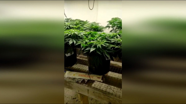 На Ставрополье полицейские накрыли марихуановую ферму