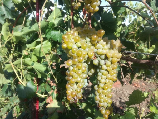 Объем господдержки для ставропольских виноградарей увеличат почти вдвое