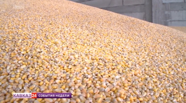В Кабардино-Балкарии собрали рекордный урожай зерновых