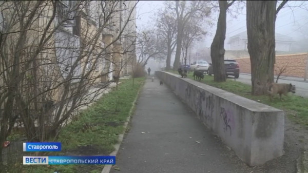 На Ставрополье с начала года специалисты отловили более 300 бездомных собак