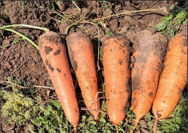 Ставропольские аграрии взяли курс на морковь
