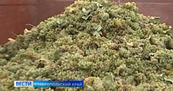 На Ставрополье выделят 227 миллионов рублей на развитие виноградарства