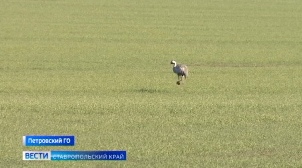 В деле о гибели на Ставрополье диких животных и птиц вскрылись новые обстоятельства