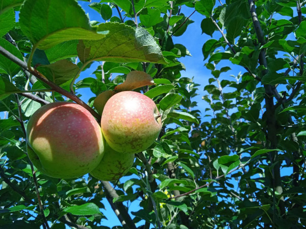 Ставрополье получает почти 50 тысяч тонн яблок за счёт суперинтенсивных садов