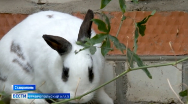 Коты и кролики: как в ставропольском ботаническом саду забоятся о символах нового года