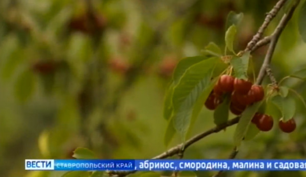 Ставрополье в числе лидеров по урожаю фруктов и ягод