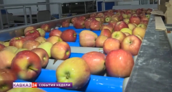 Рекордный урожай яблок собрал сад гигант Ингушетия в 2023 году