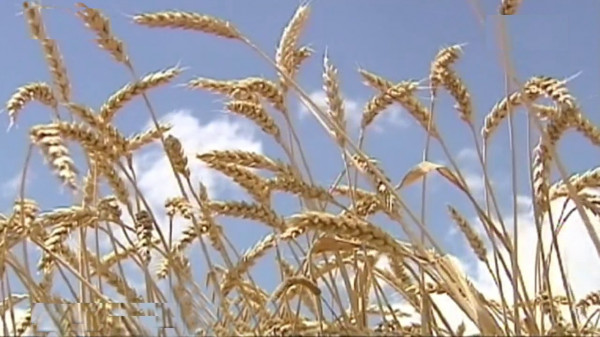 Ставропольским аграриям выделят свыше 4, 6 миллиарда господдержки