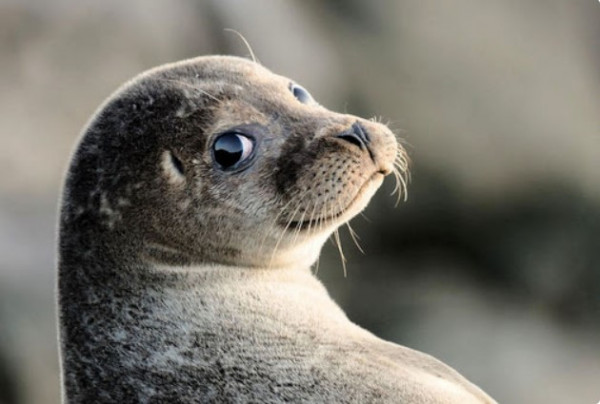 На побережье Каспия снова обнаружены десятки погибших тюленей