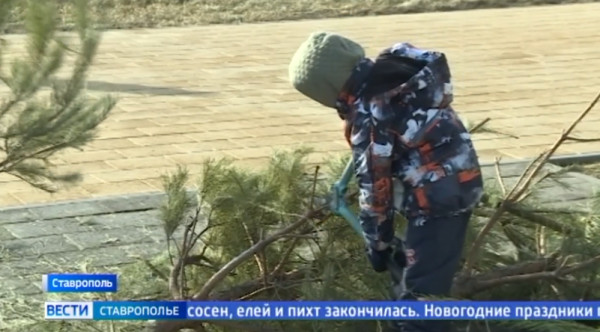 Вторую жизнь  новогодним ёлкам: в Ставрополе отработала очередная Экоточка