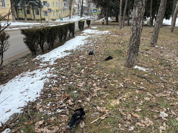 В Пятигорске определили причину массовой гибели ворон